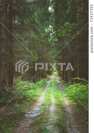 A dirt road through a dark coniferous forest A dirt road through a dark coniferous forest 73437393