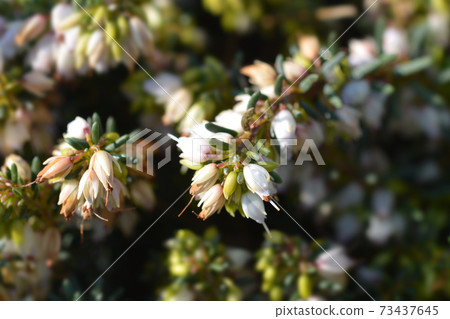 Darley Dale heath Lena 73437645