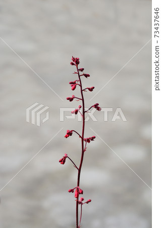 Hybrid Coral Bells 73437646