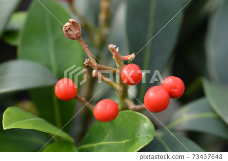 Self-fertile Japanese skimmia Self-fertile Japanese skimmia 73437648