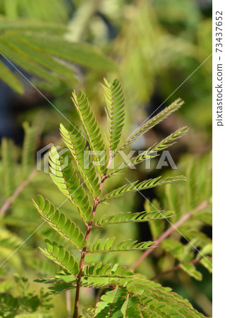 Silk tree Ombrella Silk tree Ombrella 73437652