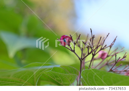 Harlequin glorybower Harlequin glorybower 73437653