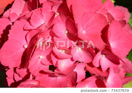 French hydrangea 73437659