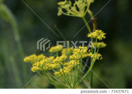 Common fennel 73437671