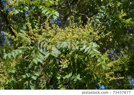 Tree of heaven Tree of heaven 73437677