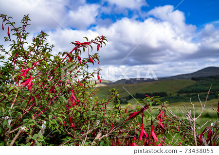 Wildflower Fuchsia growing in County Donegal - Ireland Wildflower Fuchsia growing in County Donegal - Ireland 73438055
