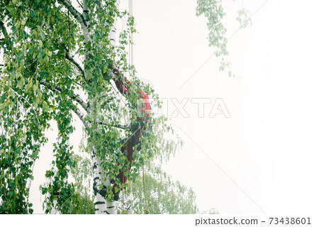 Arborist cuts branches on a tree with a chainsaw,  73438601