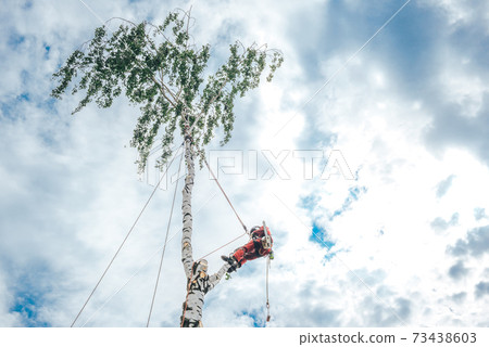 An arborist cuts branches on a tree with a chainsaw, An arborist cuts branches on a tree with a chainsaw, 73438603