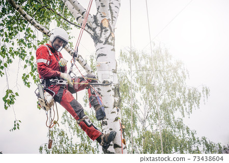 Arborist cuts branches on a tree with a chainsaw, Arborist cuts branches on a tree with a chainsaw, 73438604
