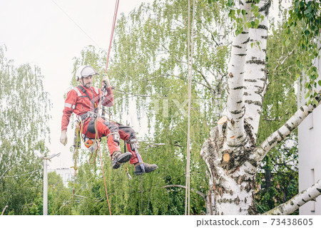 Arborist cuts branches on a tree with a chainsaw,  73438605