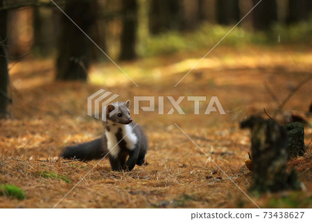 Beautiful cute forest animal. Beech marten, Martes foina, in autumn forest. Wildlife scene from Czech republic 73438627