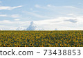 Field of yellow sunflowers against a blue cloudy sky. Rural summer scene. Eco village. Format 16:9 73438853