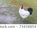 White rooster with black tail and bright red comb walks proudly around the yard. Rural scene. Eco village 73438854