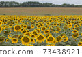Yellow sunflowers field. Rural summer scene. Eco village. Format 16:9. Selectiv focus 73438921