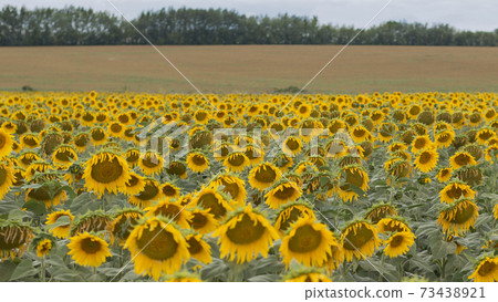 Yellow sunflowers field. Rural summer scene. Eco village. Format 16:9. Selectiv focus 73438921