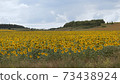 Beautiful summer landscape with yellow sunflowers field, forest and blue cloudy sky in the background. Rural summer scenery. Eco village. Format 16:9 73438924