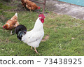 White rooster with black tail and bright red comb walks among the henhouse. Rural summer scene. Eco village 73438925