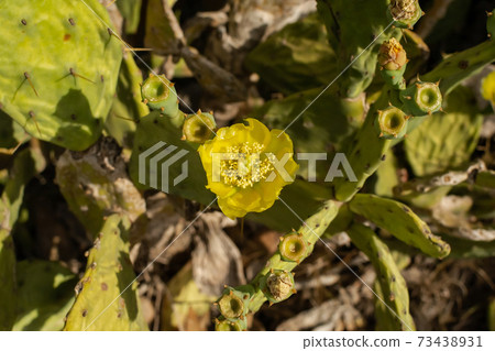 Prickly Pear Cactus with Yellow Flower in Ayia Napa coast in Cyprus. Opuntia, ficus-indica, Indian fig opuntia, barbary fig, blooming cactus pear 73438931