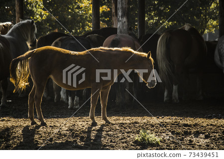 Scenery of the stables on the ranch in the morning with horses Scenery of the stables on the ranch in the morning with horses 73439451