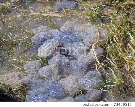 frog in water frog in water 73439515