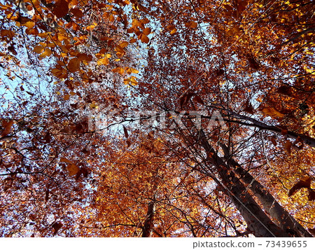 Colored beech leaf Colored beech leaf 73439655