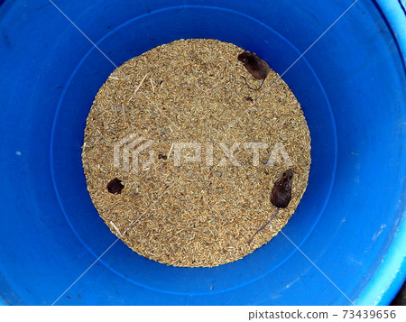 Mouse and oats Mouse and oats 73439656