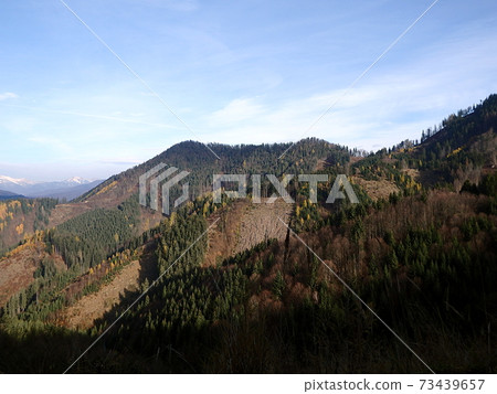 Beautiful autumn mixed forest Beautiful autumn mixed forest 73439657