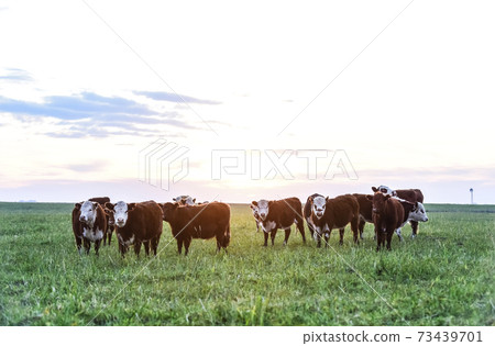 Cows in the field 73439701