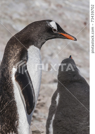 Gentoo Penguin,on an antarctic beach, Neko harbour,Antartica 73439702