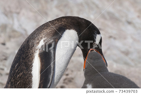 Gentoo Penguin,on an antarctic beach, Neko harbour,Antartica 73439703