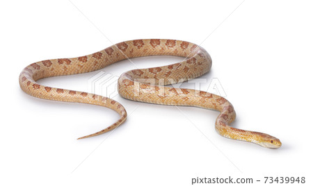 Amel Cornsnake on white background Amel Cornsnake on white background 73439948