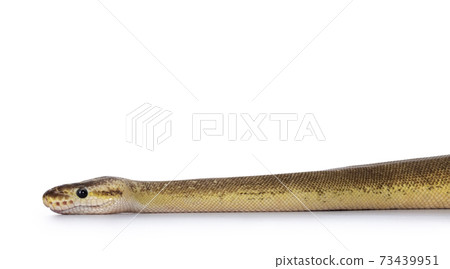 Pinstripe Cinnamon Pastel Fire Ballpython on white Pinstripe Cinnamon Pastel Fire Ballpython on white 73439951