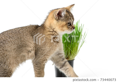 Kitten golden ticked british chinchilla straight sits on a white background Kitten golden ticked british chinchilla straight sits on a white background 73440073