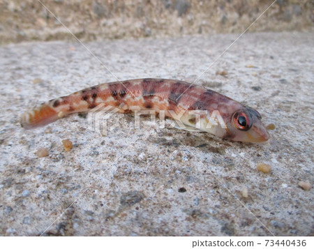 Kurakaketragis Kurakaketragis 73440436