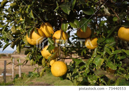 酸蜜柚 73440553