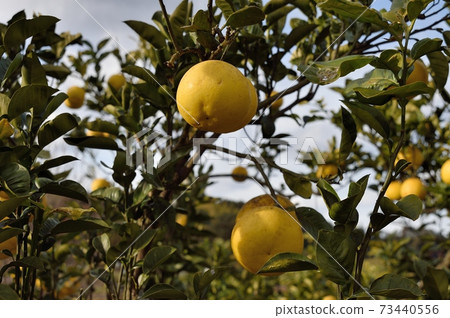 Sour pomero tangerine 73440556