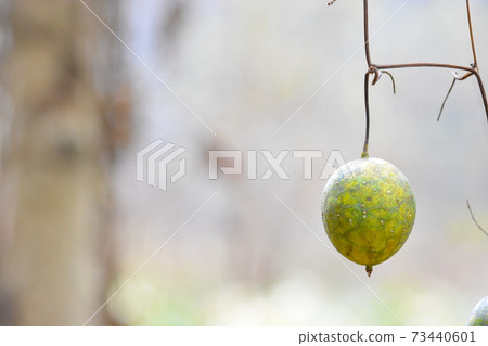 Karasuuri Karasuuri 73440601