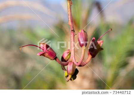 Kigelia flower, or sausage tree (lat..- Kigelia) 73440712