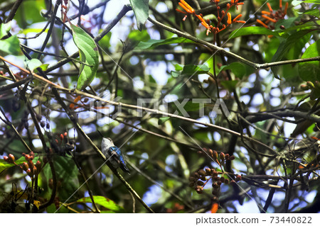 Bee hummingbird, zunzuncito or Helena hummingbird (Mellisuga helenae) Bee hummingbird, zunzuncito or Helena hummingbird (Mellisuga helenae) 73440822