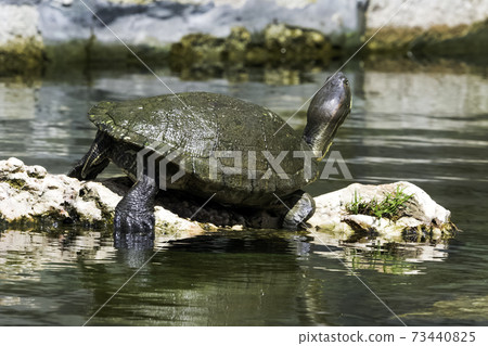 Cuban slider (Trachemys decussata) Cuban slider (Trachemys decussata) 73440825
