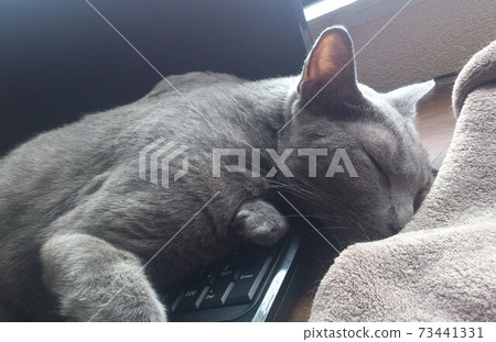 Cat harassment Cat harassment 73441331