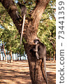 Dusky leaf monkey at Laem Sala Beach 73441359