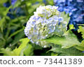 Flowers blooming in the rainy season 73441389