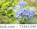Hydrangea 73441390