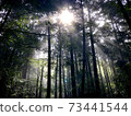 Sunbeams 73441544