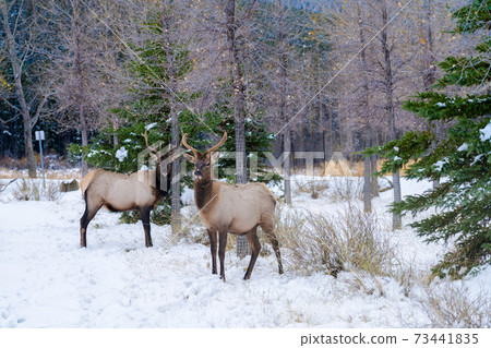 Wild elk roaming freely in Banff Skateboard Park Recreation Grounds in snowy winter. Banff National Park, Canadian Rockies. 73441835