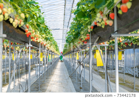 Strawberry farmer harvesting strawberries 73442178