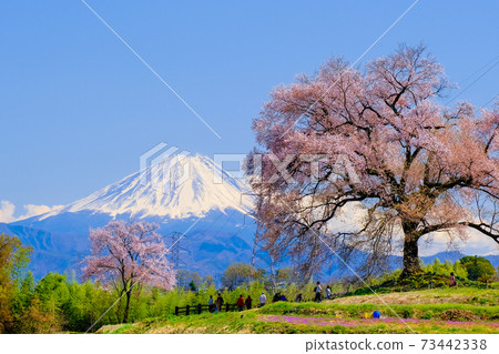 望月櫻和富士山 73442338