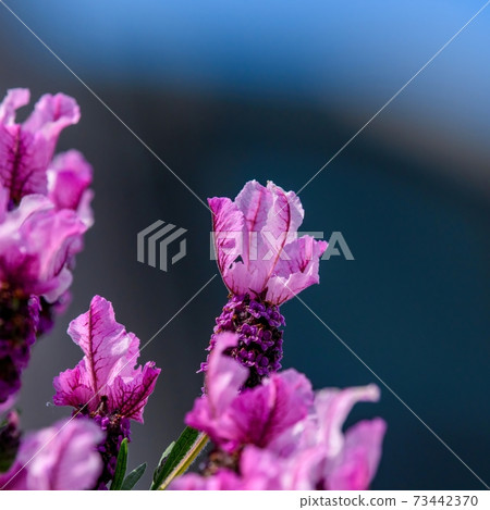 Lavender flowers in full bloom looking up against the blue sky 73442370
