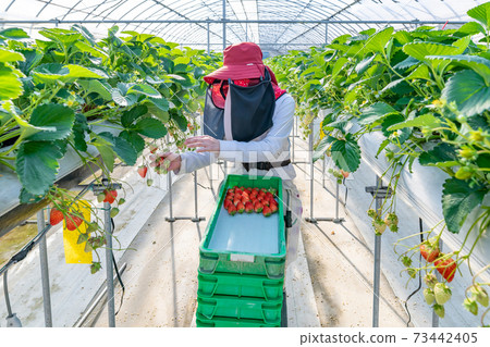 Strawberry farmer harvesting strawberries Strawberry farmer harvesting strawberries 73442405